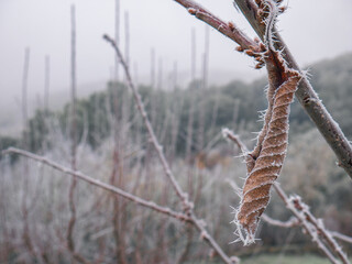 Dry leaf hanging on a tree branch completely frozen in a forest covered by frost and surrounded by fog