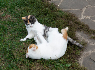 Street motley village kittens carefree play on the grass