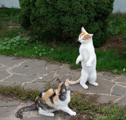 Street motley village kittens carefree play on the grass