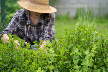 Girl collects pepper mint on the farm. © Zhanna