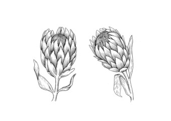 Protea draw graphic illustration line black white flower set isolated