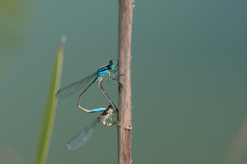 Frühe Adonislibelle