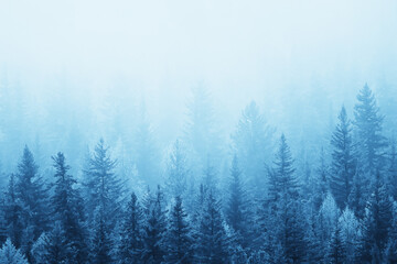 Fototapeta premium autumn fog landscape forest mountains, trees view mist