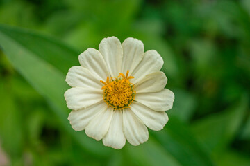 Fototapeta premium Macro photo of white wild flower on the park. the photos is perfect for pamphlet, nature poster, nature promotion and traveler. 