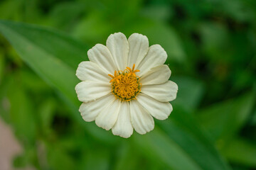 Macro photo of white wild flower on the park. the photos is perfect for pamphlet, nature poster, nature promotion and traveler.  