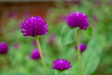 Obraz premium photo of purple amaranth flower on the tropical park. The picture perfect for pamphlet, nature poster, nature promotion and traveler. 