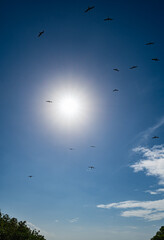 bird frigate over the island