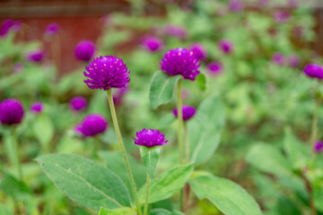 photo of purple amaranth flower on the tropical park. The picture perfect for pamphlet, nature poster, nature promotion and traveler.  