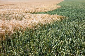mixed agricultural field with different cereals