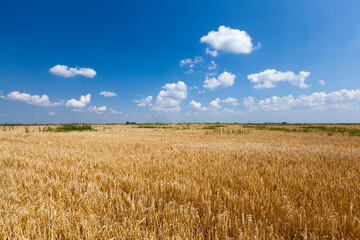an agricultural field where cereals wheat are grown