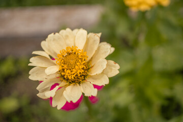 Macro photo of wild flower on the park when spring time. the photos is perfect for pamphlet, nature poster, nature promotion and traveler.  