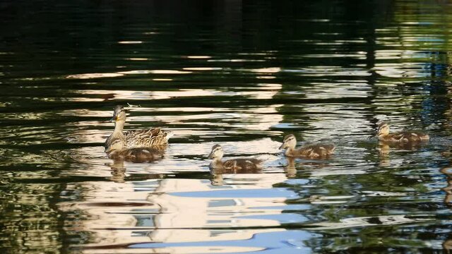 duck mallard with ducklings swims in river water close-up