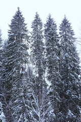 coniferous forest covered with hoarfrost background, winter landscape snow trees