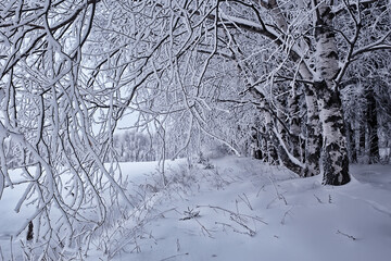 winter landscape trees covered with hoarfrost