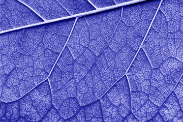 macro texture leaf close up very peri color of the year 2022