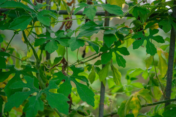 Macro photo of green leaf nature background. the photos is perfect for pamphlet, nature poster, nature promotion and traveler.  