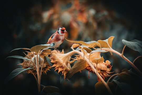 Stieglitz Distelfink - Natur Vogel Fotos