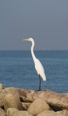 white crane on the rock by the sea
