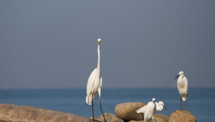 fleet of white crane birds on the rock by the sea