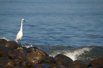 white crane on the rock by the sea