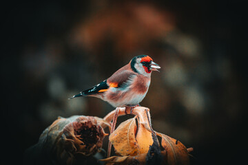 Stieglitz Distelfink - Natur Vogel Fotos