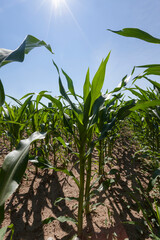green young corn in an agricultural field