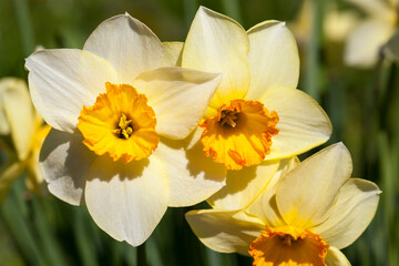 yellow daffodils in summer, close up