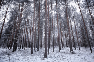 coniferous forest covered with hoarfrost background, winter landscape snow trees