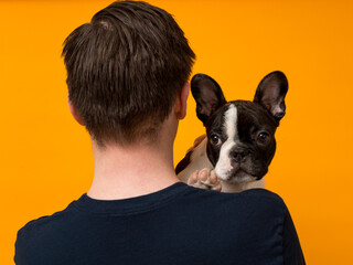 Cute pied French Bulldog puppy looking over the shoulder of young man in dark shirt with short...