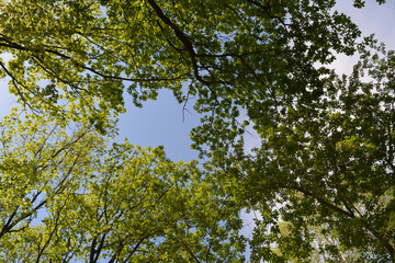Oak branches with young carved leaves and an island of sunny blue sky between them. Beautiful spring wallpaper. The photo