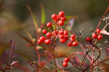 南天の実のクローズアップ