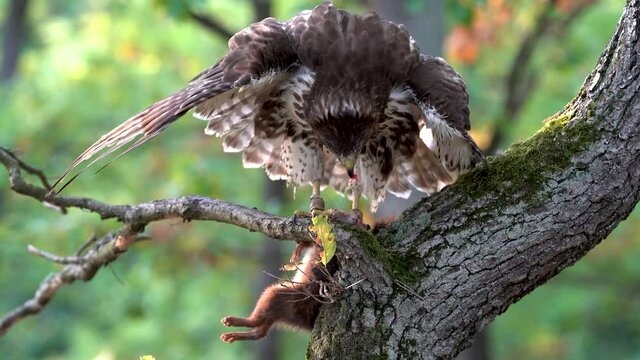 Red-tailed hawk eating a hunted squirrel. The cycle of life