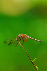 close up of a dragonfly