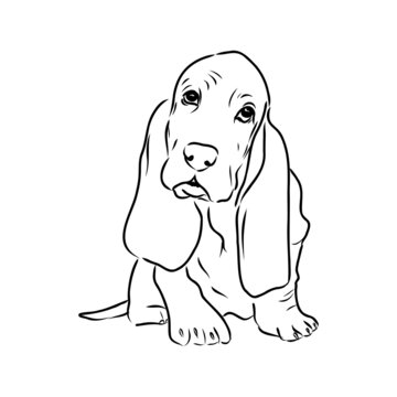 Decorative contour portrait of standing in profile Basset Hound, vector isolated illustration in black color on white background