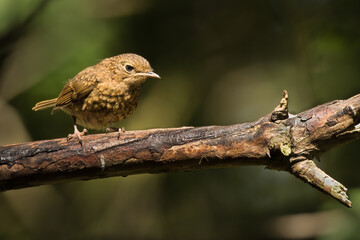 European Robin (Erithacus rubecula)	