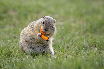Naklejka na ściany i meble Groundhog sits on the green grass and eats a carrot.