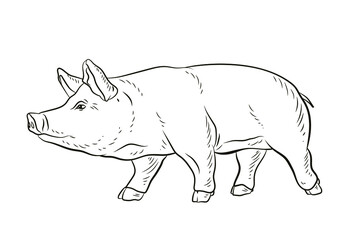 Pig. In the animal world. Black and white image. Coloring book for children. Vector drawing.