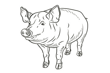 Pig. In the animal world. Black and white image. Coloring book for children. Vector drawing.
