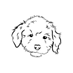 Labradoodle Mix dog - vector isolated illustration on white background