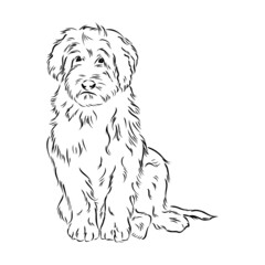 Labradoodle Mix dog - vector isolated illustration on white background