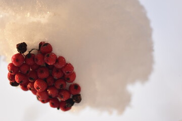 Winter background red wild rowan berries covered with the white snow in the morning sunlight