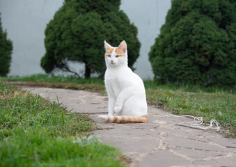 A cat with multi-colored eyes from a white color with red spots sits on the street