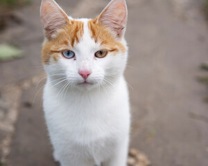 Naklejka na ściany i meble A cat with multi-colored eyes from a white color with red spots sits on the street