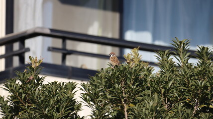 木の上で日向ぼっこしているスズメの写真