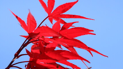 晩秋の真っ赤な紅葉の写真