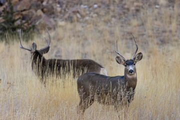 Bucks on a Winter Morning