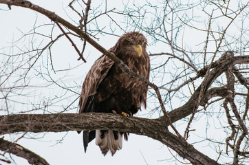 eagle on branch