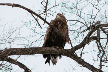 eagle on branch