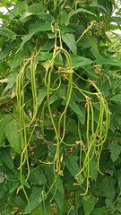 make a vegetable garden