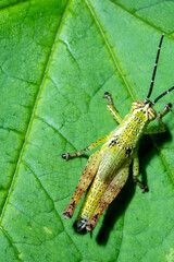 Gasshopper on top of a leaf macro close up